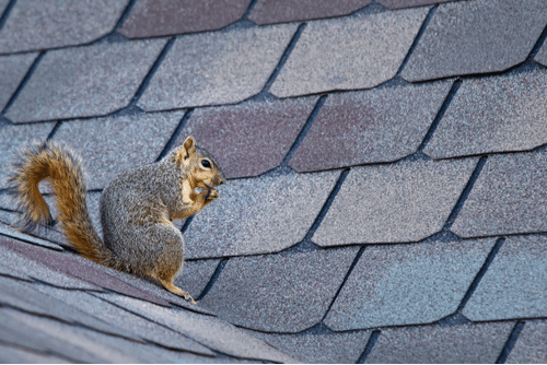 animals on roof repair